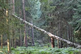 forest-966989__180.jpg