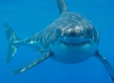 great-white-shark.jpg