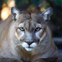 "Wildlife of Unknown Status," The Rumpus, August 24th, 2016