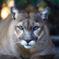 Florida-panther-250-200x200.jpg