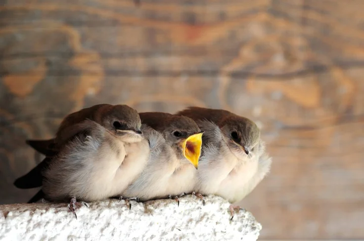 can-you-hear-me-now-giuseppe-cacace-afp-getty-images-birds-are-pictured-under-a-roof-in-solda-italy-on-july-31-2010-nature-little-birds-birdie-baby-animals-beautiful-birds-photo.jpg