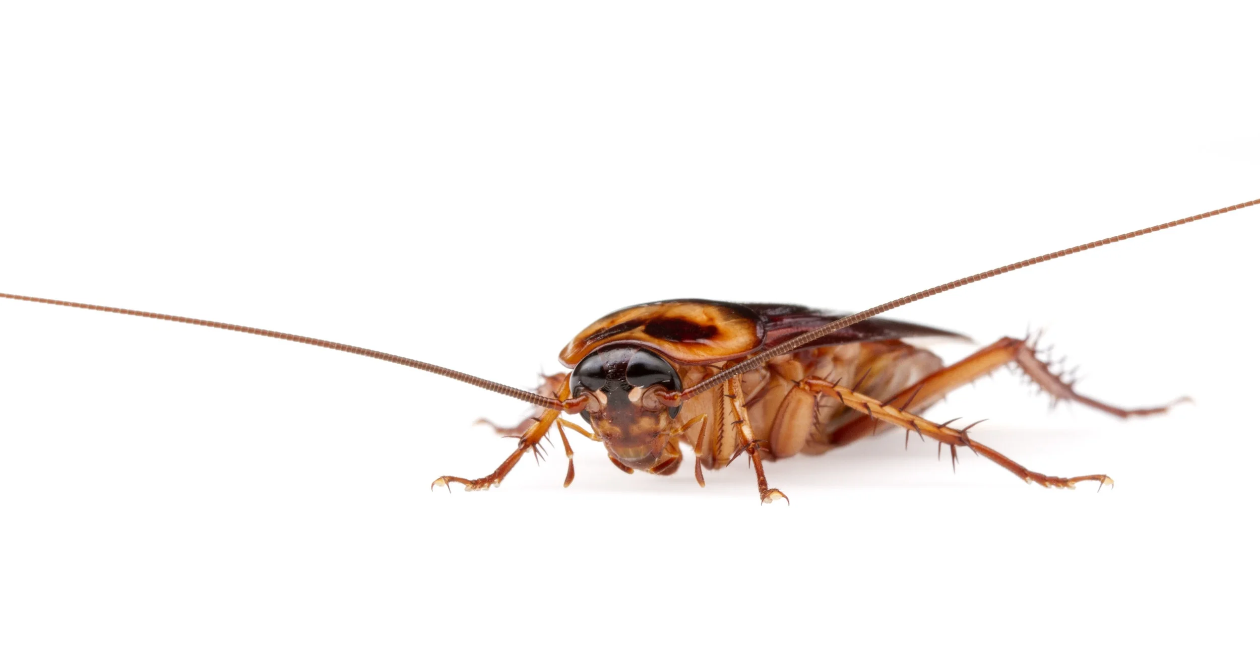American_cockroach_-_Periplaneta_americana_(25585111140).jpg