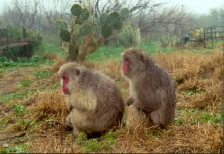 how-to-arrest-a-texas-snow-monkey-1414589620.jpg
