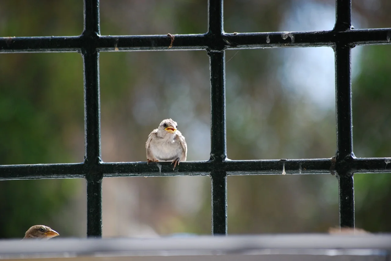Roost-Look-Bird-642596.jpg