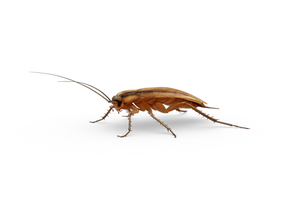 German Roach.jpg