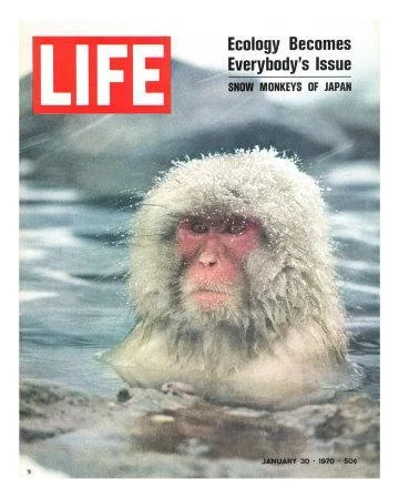 co-rentmeester-snow-monkey-of-japan-in-water-january-30-1970_u-l-p69aqq0.jpg
