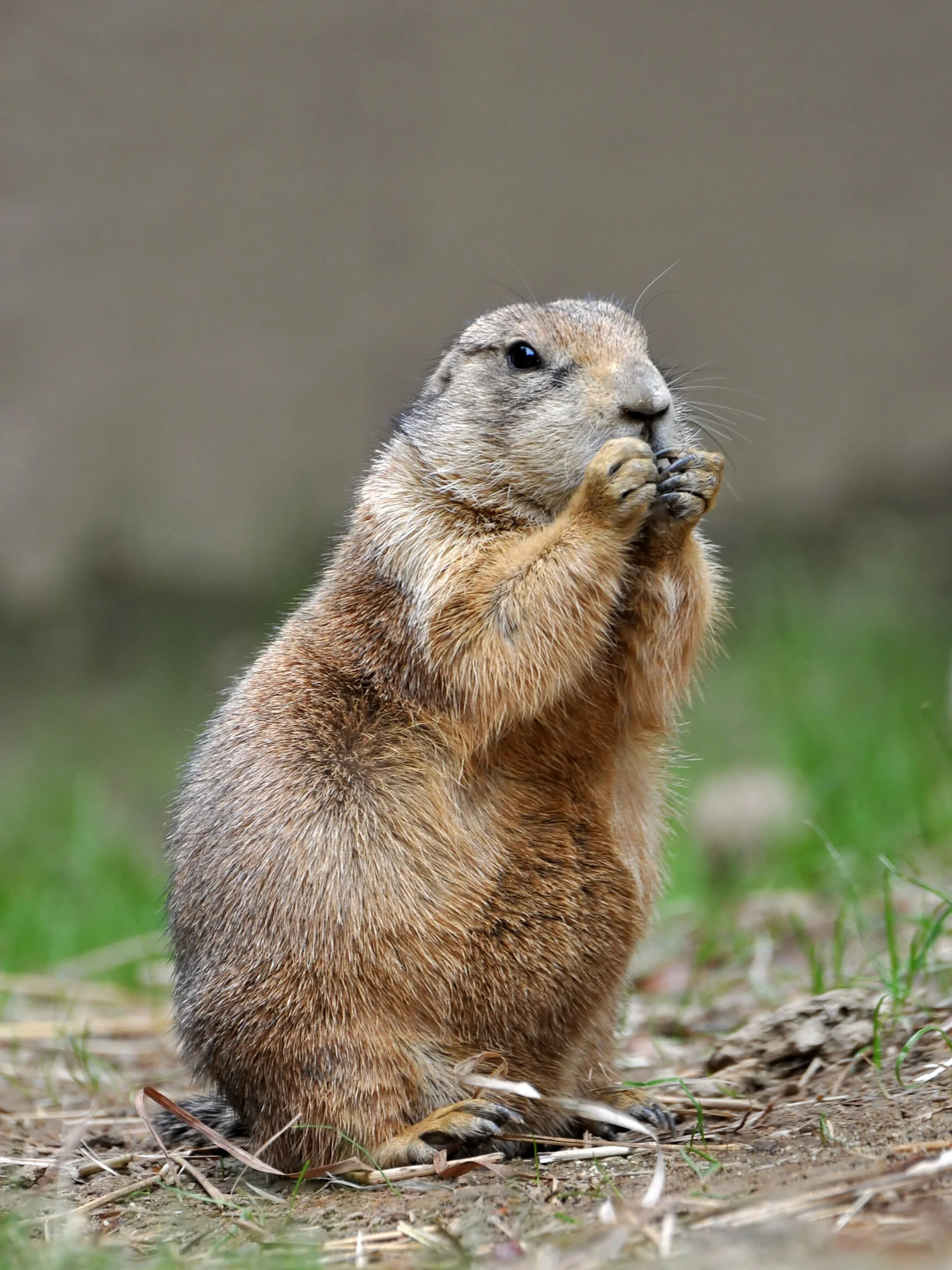 Black-Tailed_Prairie_Dog.jpg