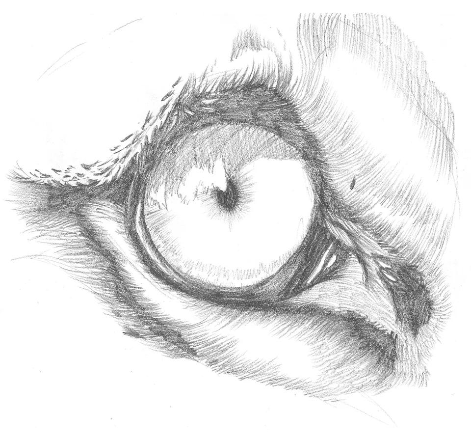 Eye.jpg