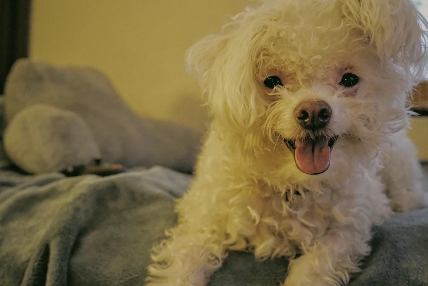 Yoshi, the first adopted of the dogs. He's a miniature Poodle/Terrier mix circa 3 years old. He is very affectionate, would rather hang out with humans over dogs, and has a supersonic bark. He is notorious for being a brat sometimes, but his cuddle game is strong. He was rescued from Family Dog Rescue in late 2014