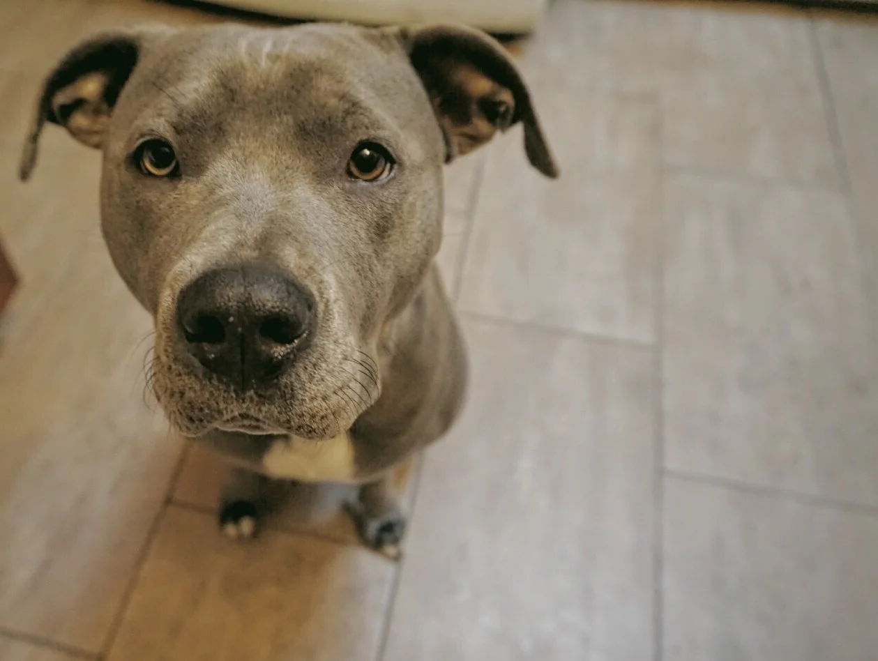 Daniel's dog, Lea, 11 months. She is a Pitbull mix with a calm and sweet stature.