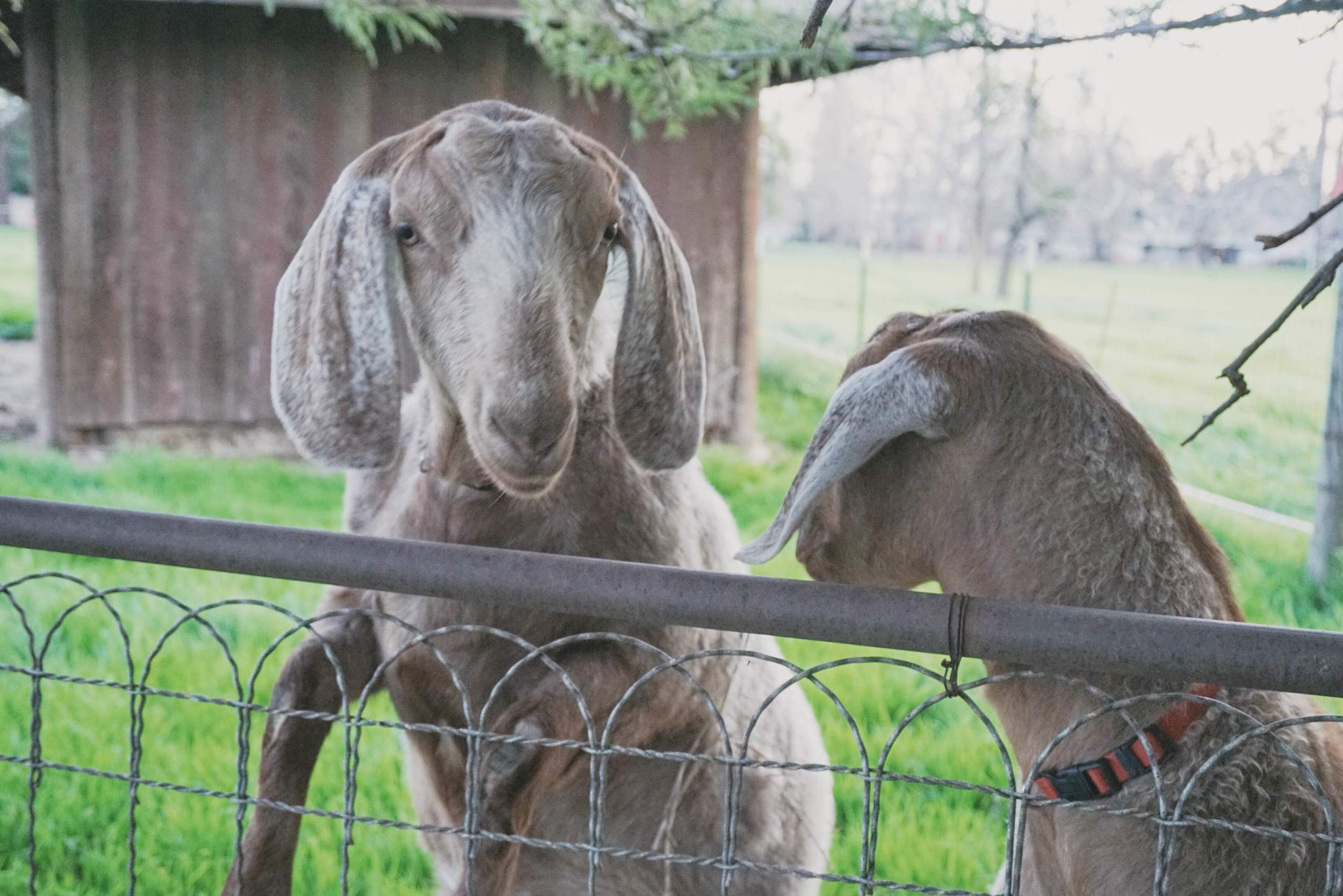 Two of the goats on Robyn and Larry's property.