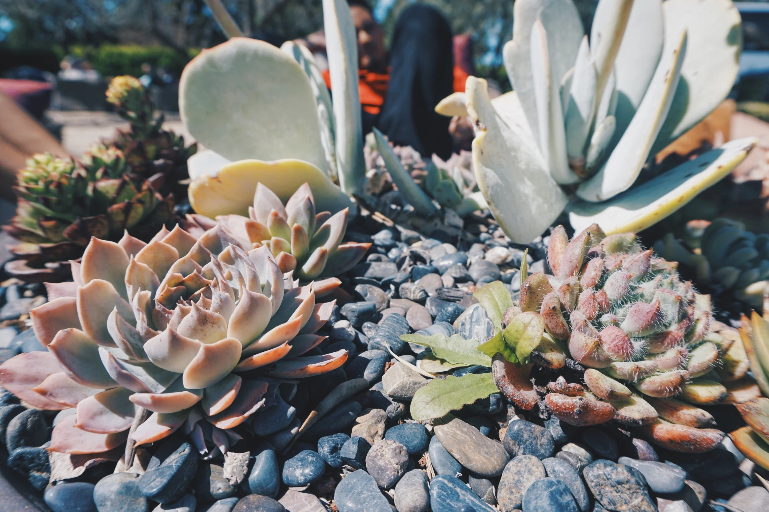Succulent centerpieces in the middle of all their patio tables.
