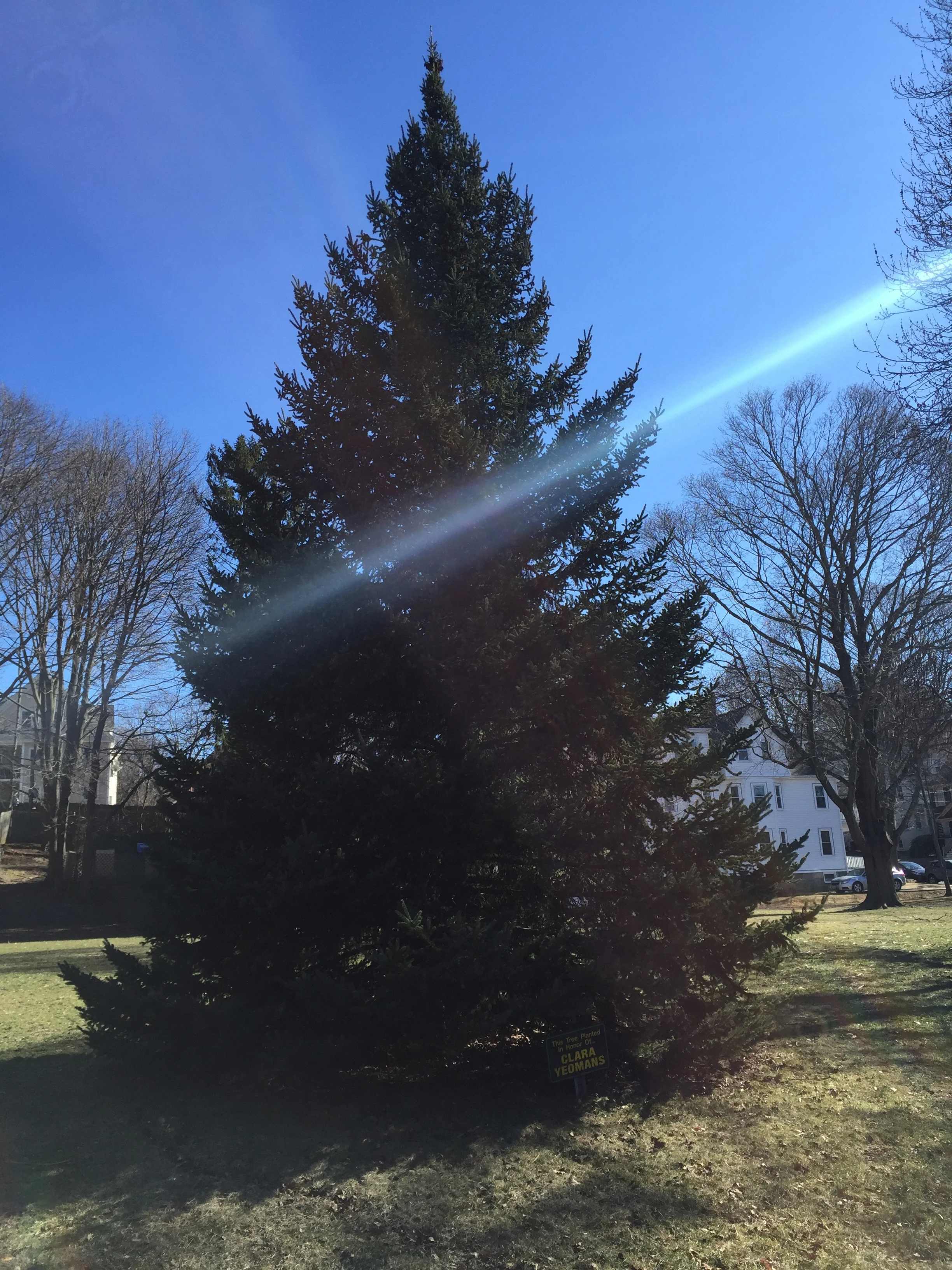 Clara Yeomans tree planed by then Councilor Kevin Coughlin in memory of Clara's years of service to her community. (~8 years prior to the CPA project)