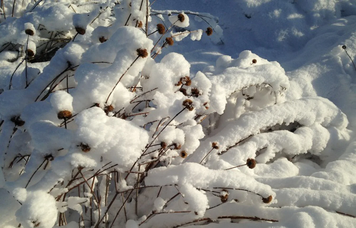 Wollaston Hill Neighborhood Association