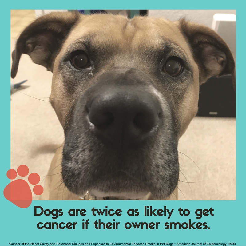 DOGS ARE TWICE AS LIKELY TO GET CANCER IF THEIR OWNER SMOKES..jpg