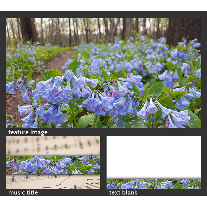 dt 0048 bluebells.jpg