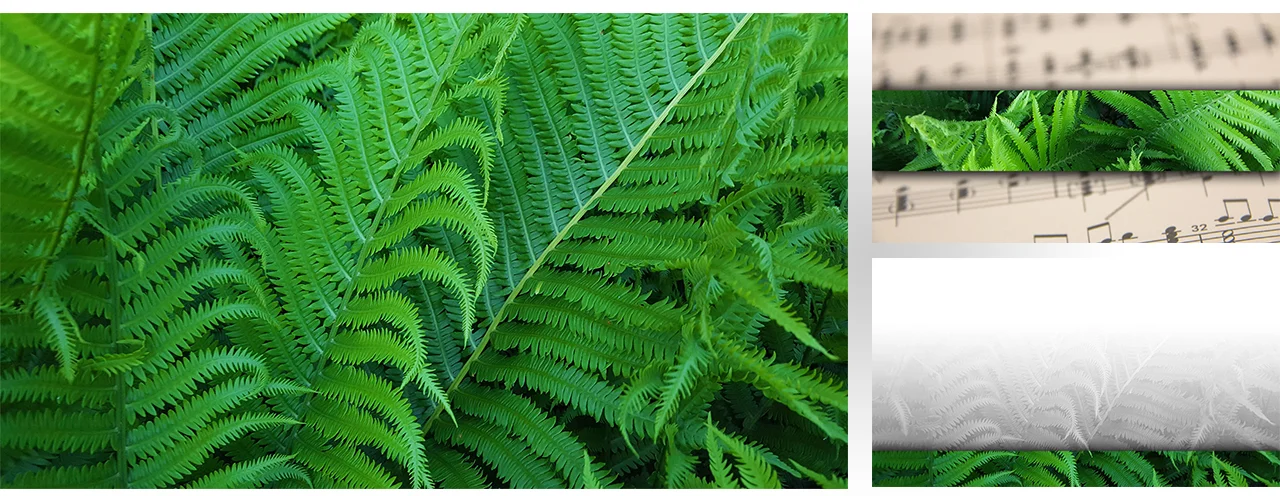 Graphic Set 0049 green fern