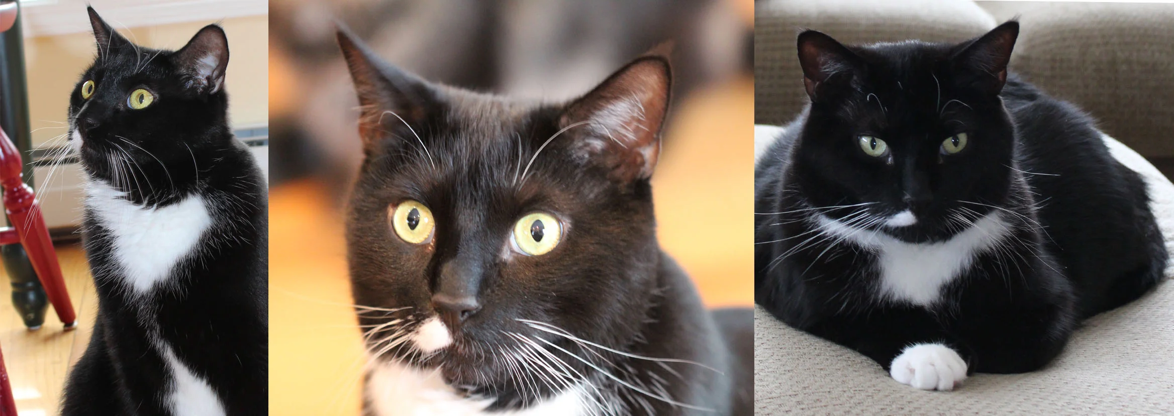 My cat Owen can look playful, "insane", or peaceful. 