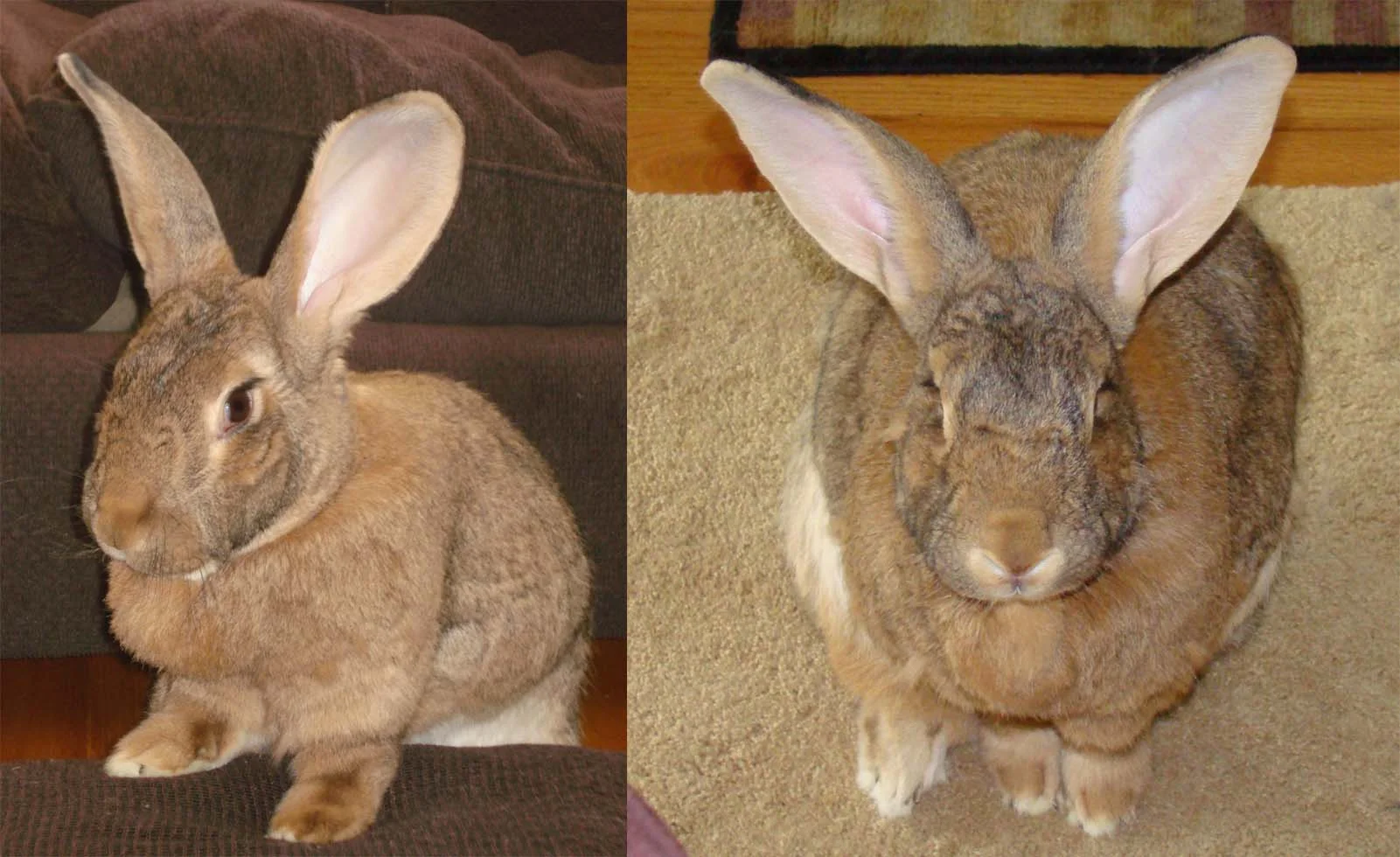 Getting down to the rabbit's eye level is much more personable than a photo from above.
