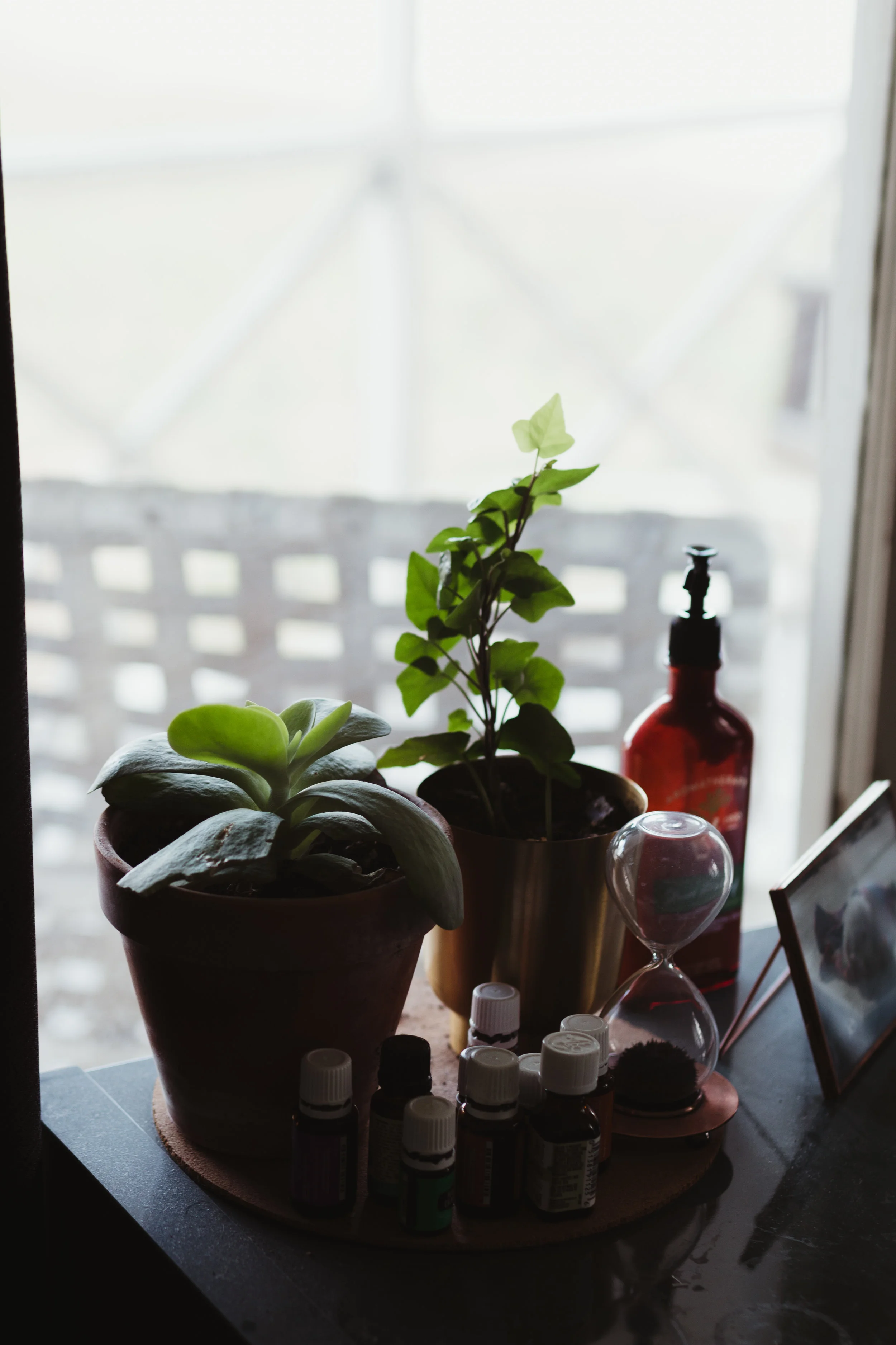 plant-5.jpg