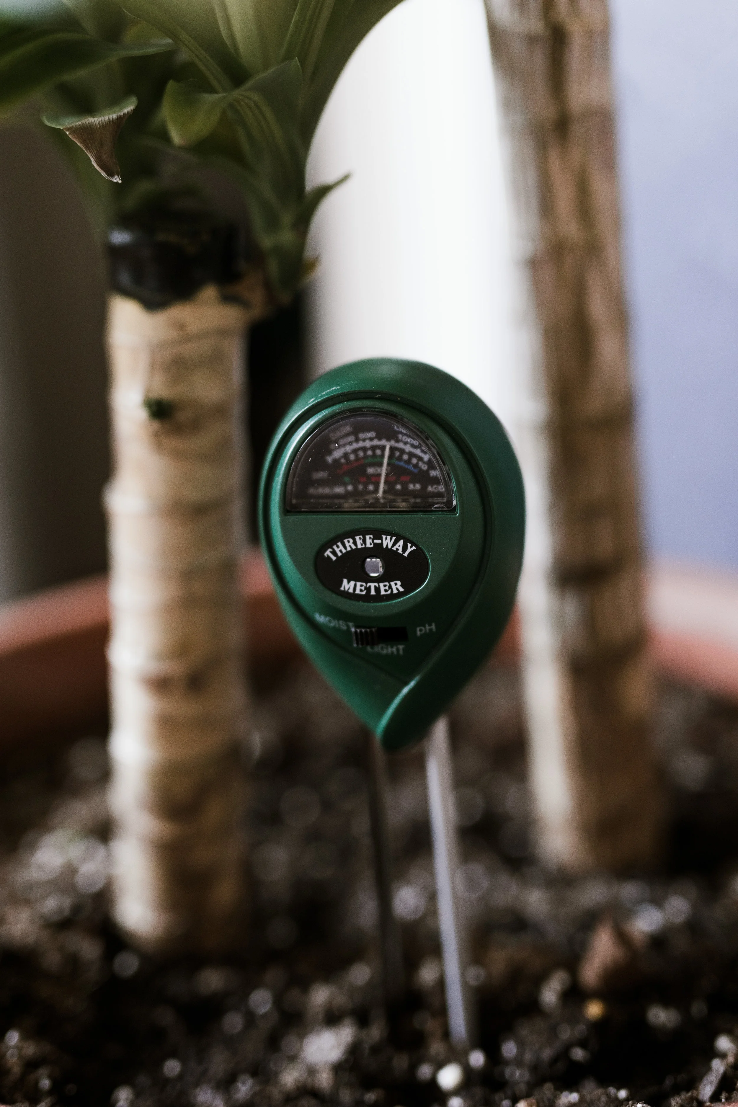 plantstick-1.jpg
