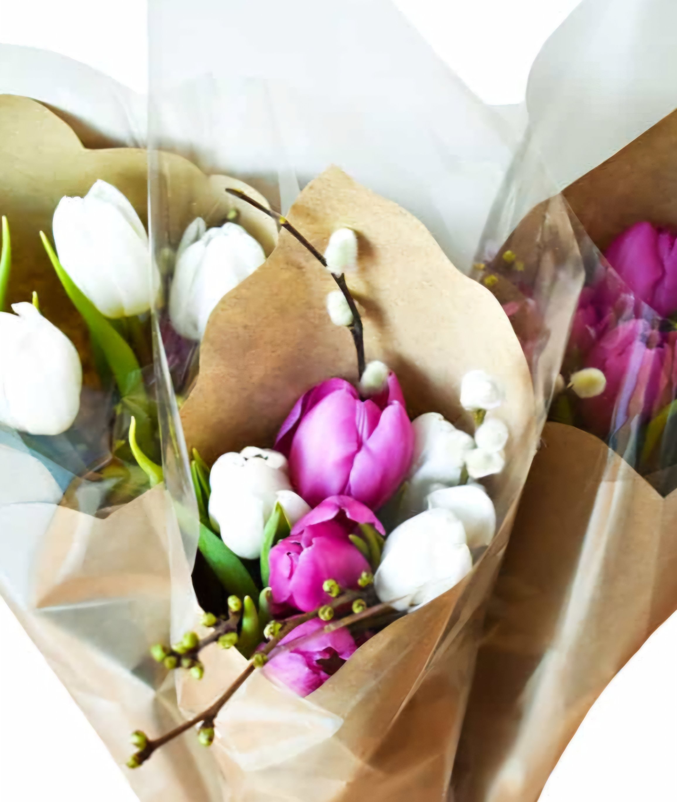 Tulips