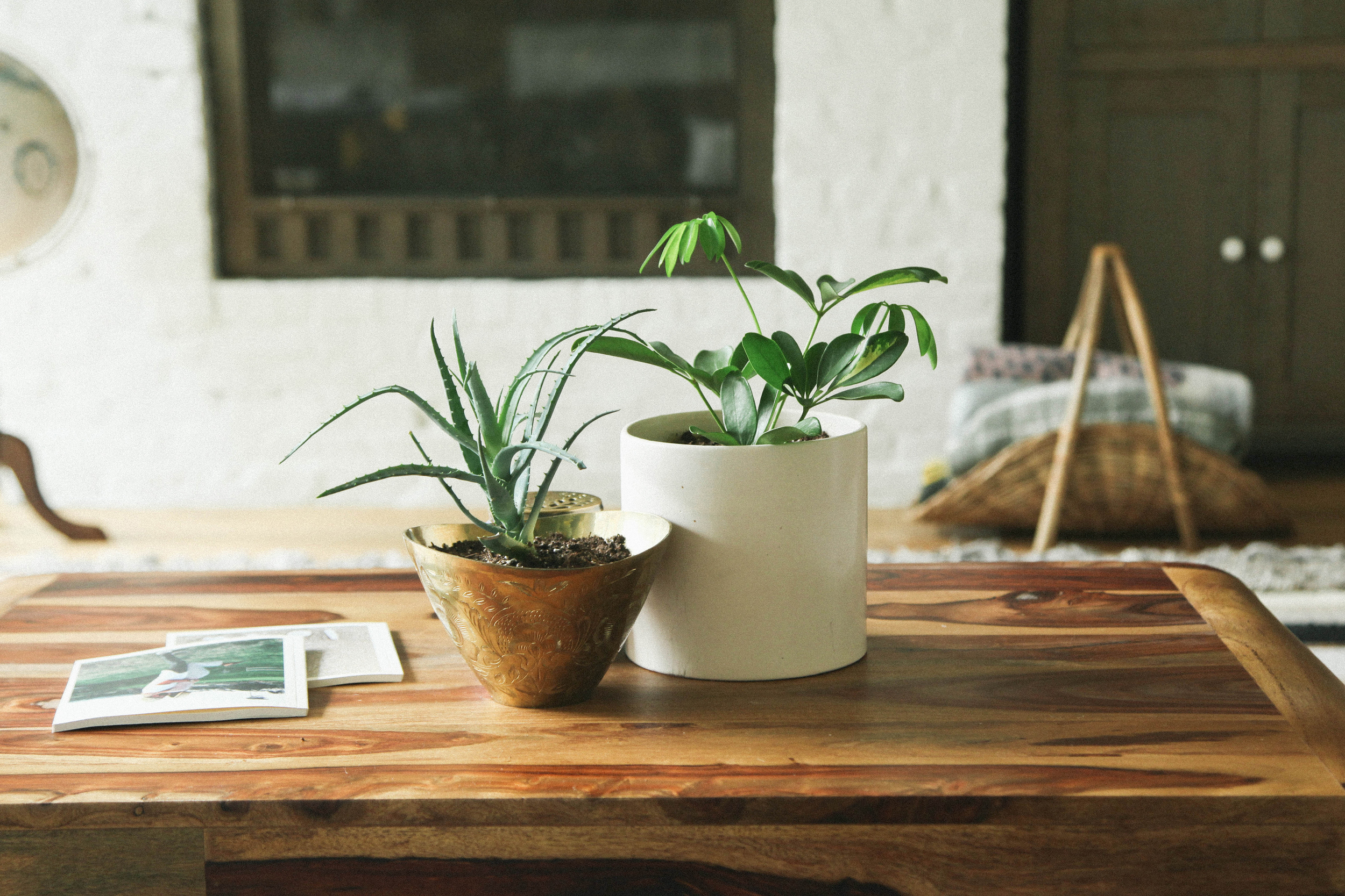 Table Centerpiece : Cut flowers are lovely but don't last very long. In contrast, potted plants can live a long time as a focal point on your furniture. Use them on coffee or dining room tables as living, breathing decorations.