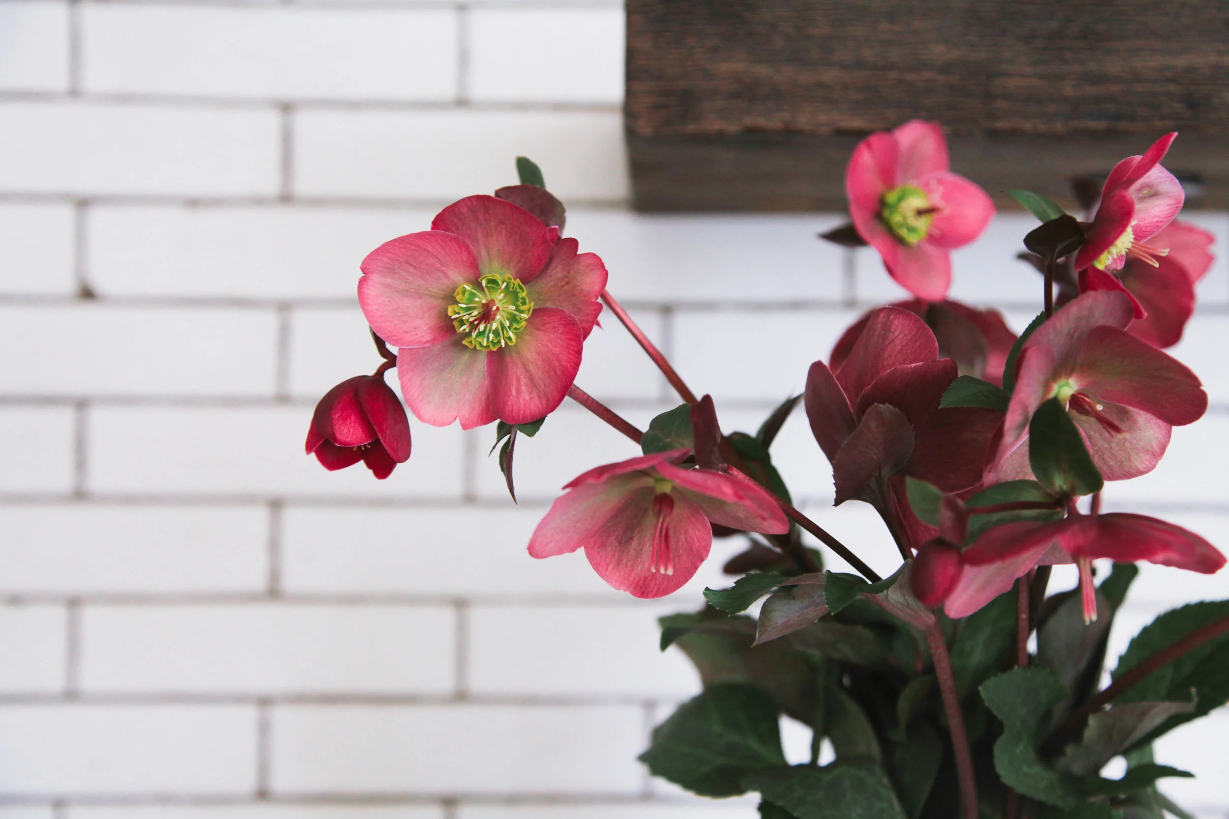 Style tip: Pot seasonal blooms in a vase inside.