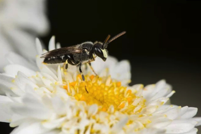 Endangered yellow faced bee in Hawaii