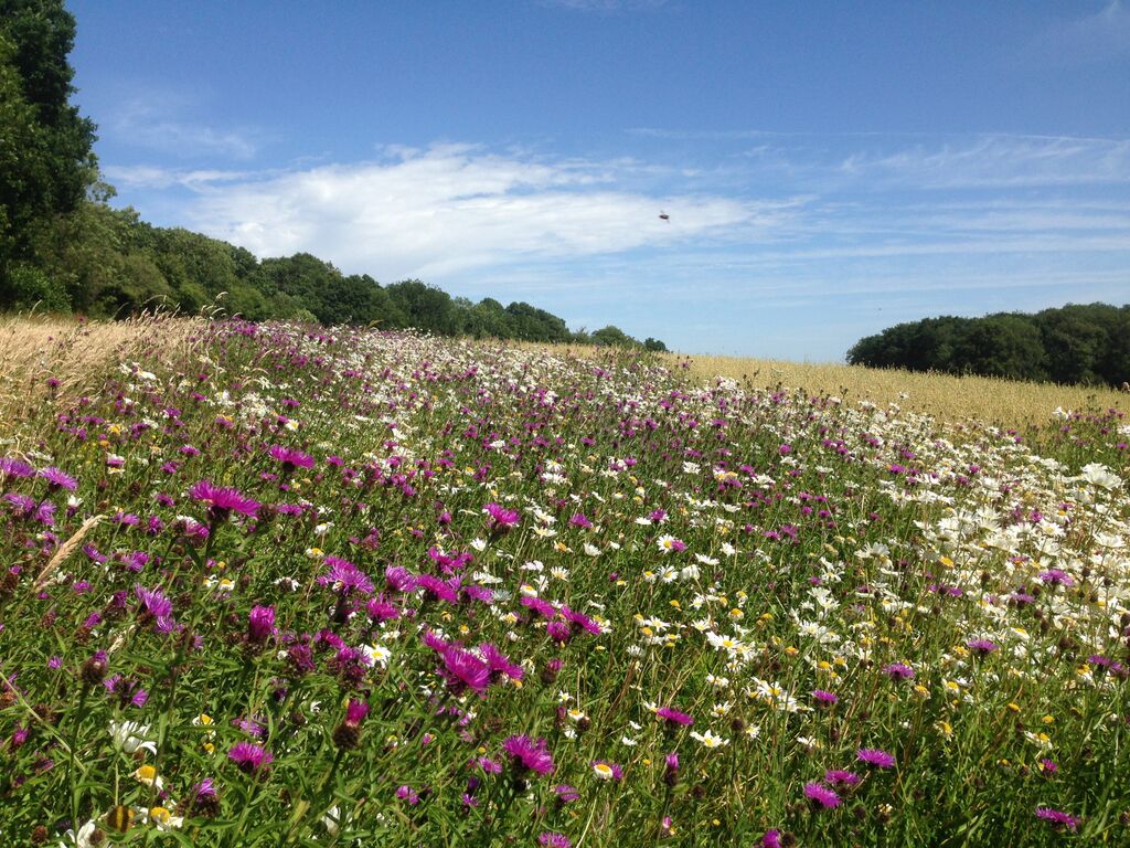 Flower-rich habitats attract diverse pollinators to pollinate crops and to eat pests.