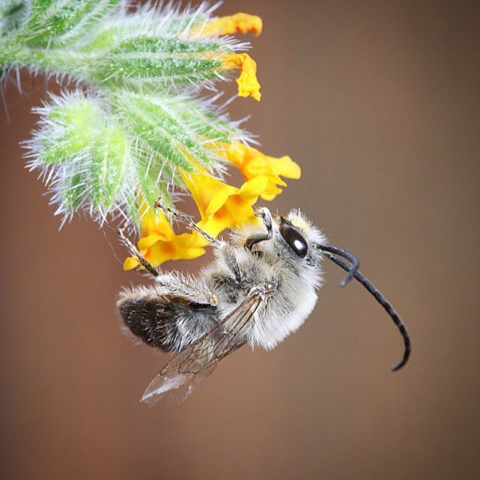 Long Horned Bee (Eucera longicornis)
