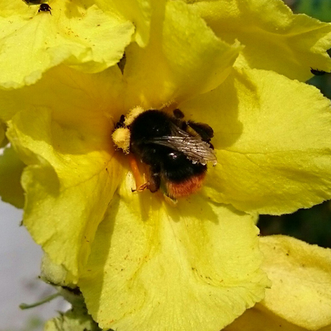 Red tailed Bumblebee (Bombus Lapidarius)