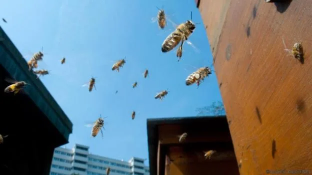 We have made European honeybees part of our daily lives (Credit: Laurent Geslin/NPL)