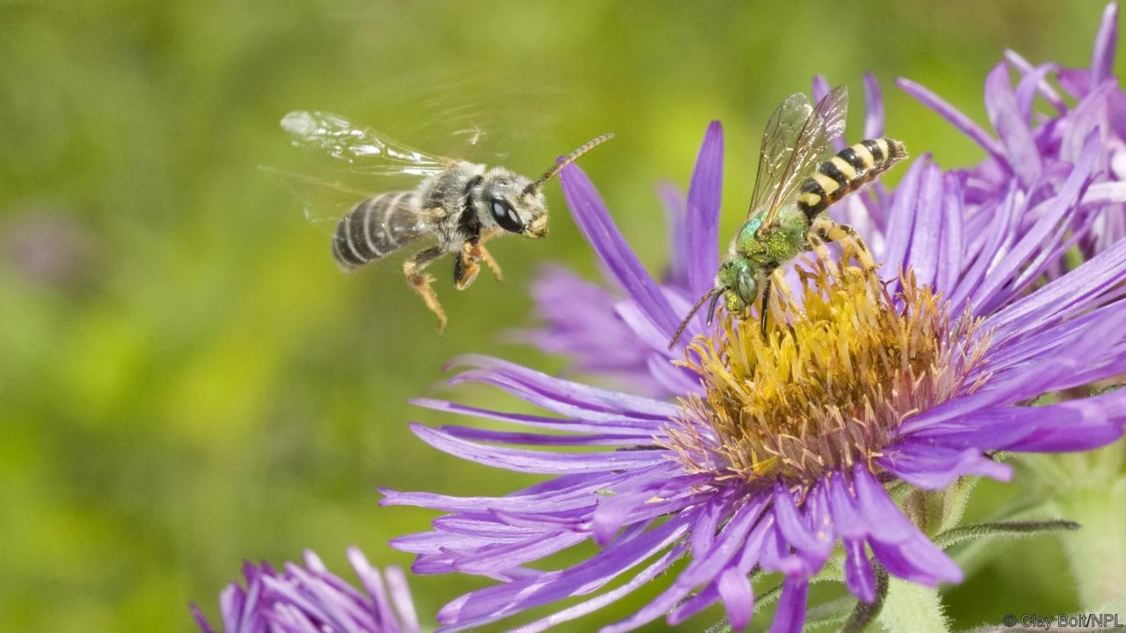 Not yellow-and-black: Halictus poeyi and Agapostemon splendens (Credit: Clay Bolt/NPL)