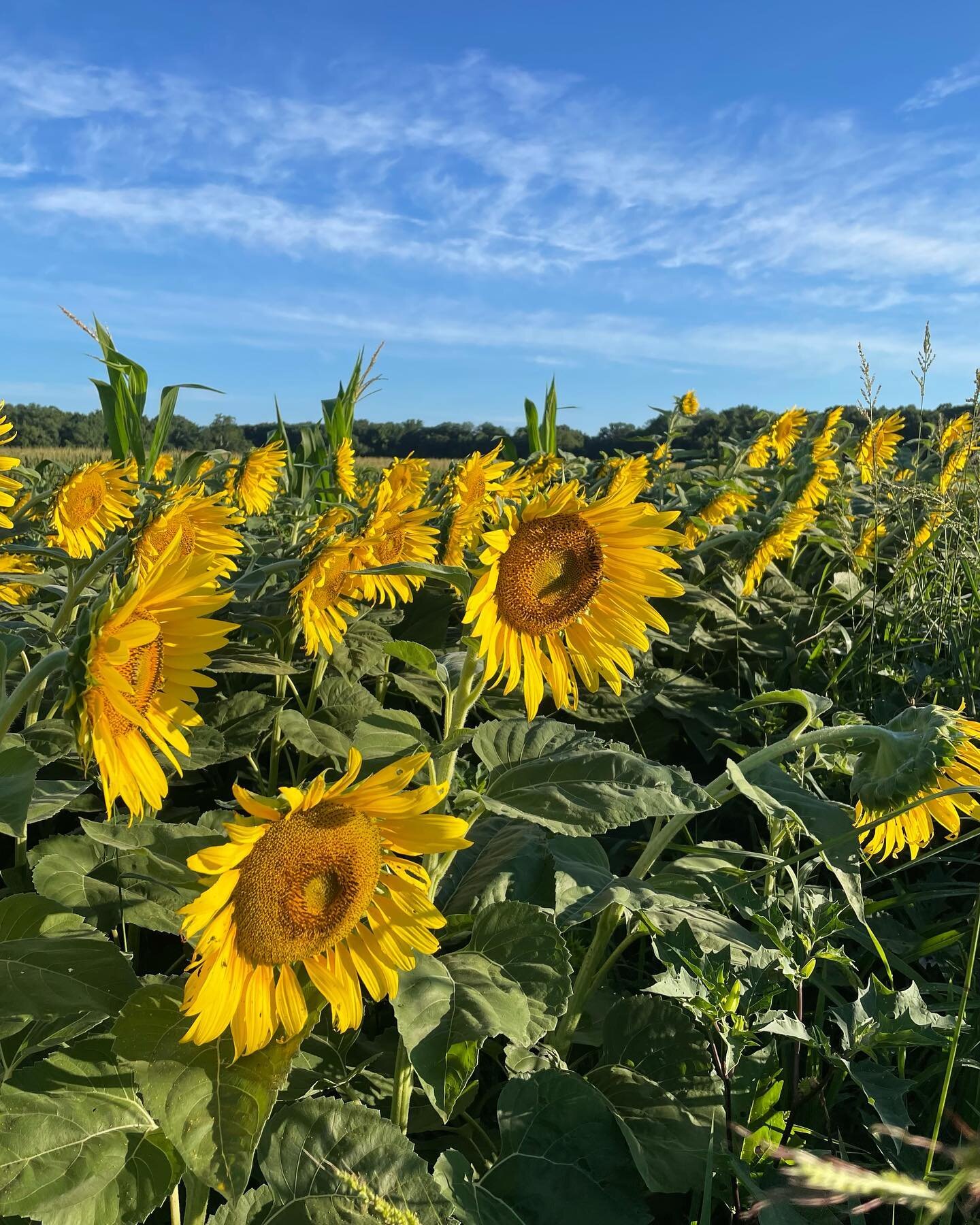 Discovered a sunflower patch amongst the corn and bean fields on my Saturday morning run.  Afterwards we sailed to the Magothy for dinner at @thepointcrabhouseandgrill and stayed over for the sunrise.  Lots of blue skies and fluffy clouds along the w