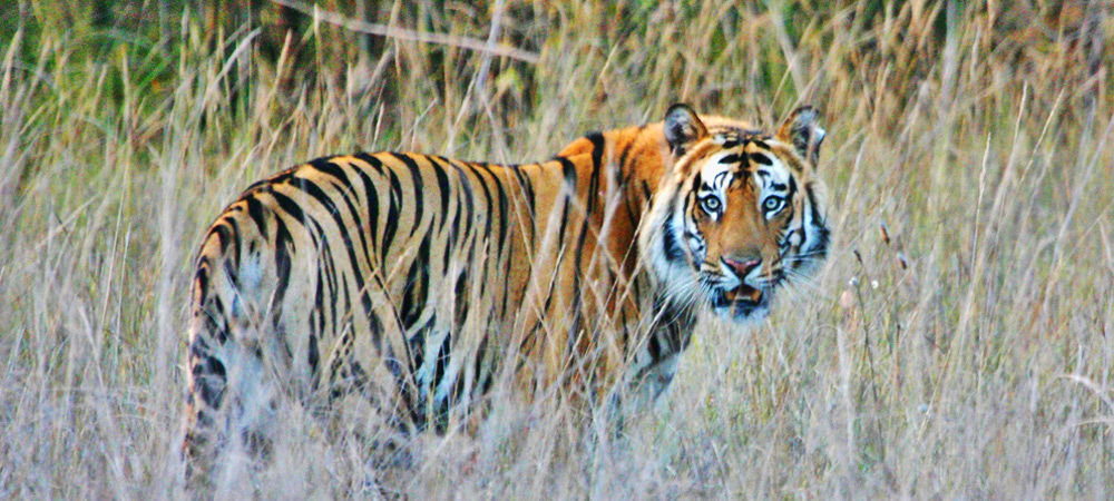 2 - India, Tiger (1000x450).jpg