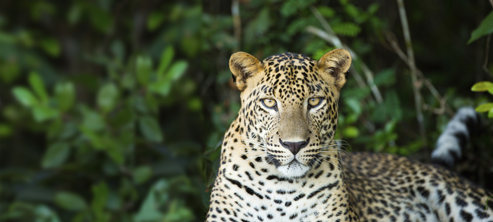 7 - Sri Lanka, Leopard (1000x450).jpg