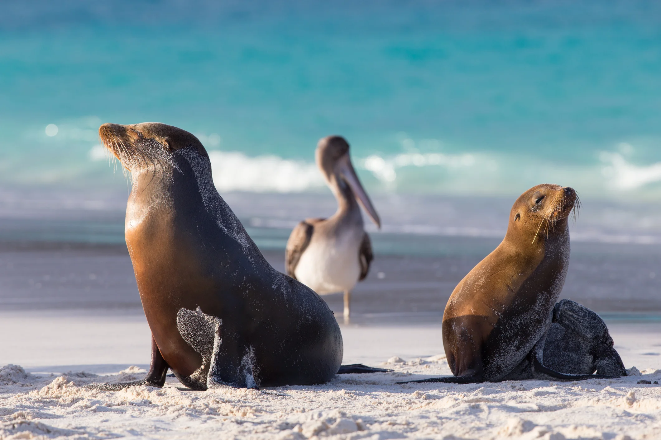 Ecuador, Galapagos Islands.jpg