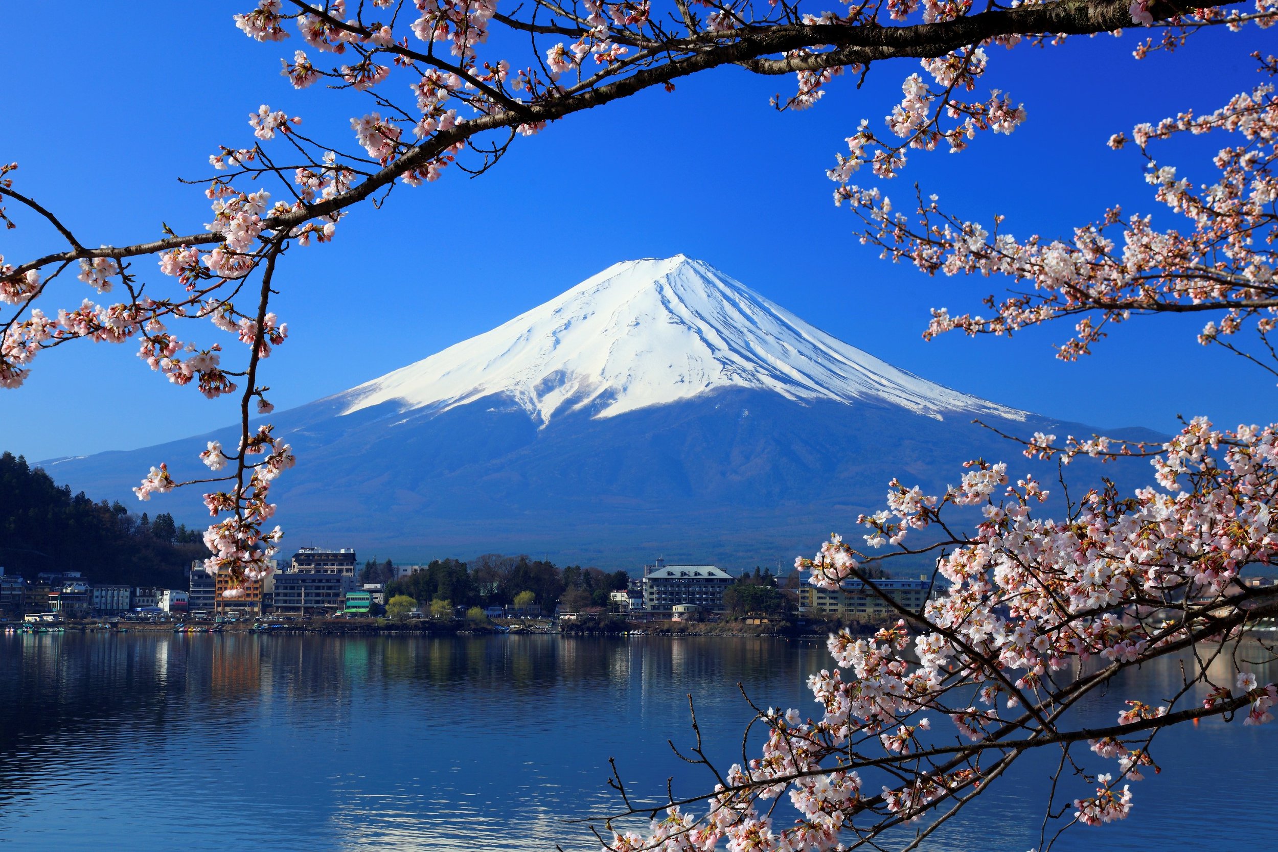 3 - Japan, Tokyo, Mount Fuji, Cherry Blossom (2).jpg