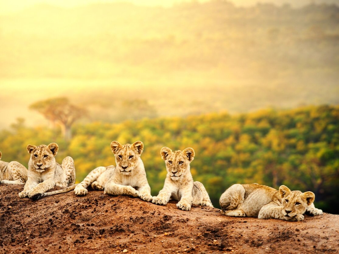 Africa+-+Lion-+Feline%2C+Africa%2C+Lion+Cub%2C+Animal+Wildlife%2C+Animal+%28M%29.jpg