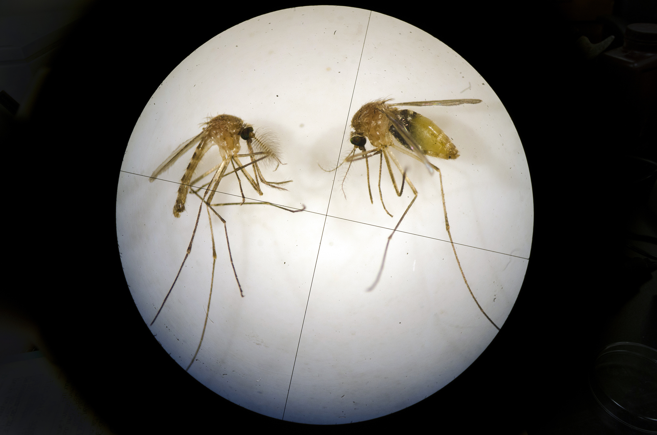   Mosquitos sit under a microscope in a UNT laboratory Wednesday afternoon. Once under the microscope, it is easy for scientists to determine which is male, left, and female, right.  