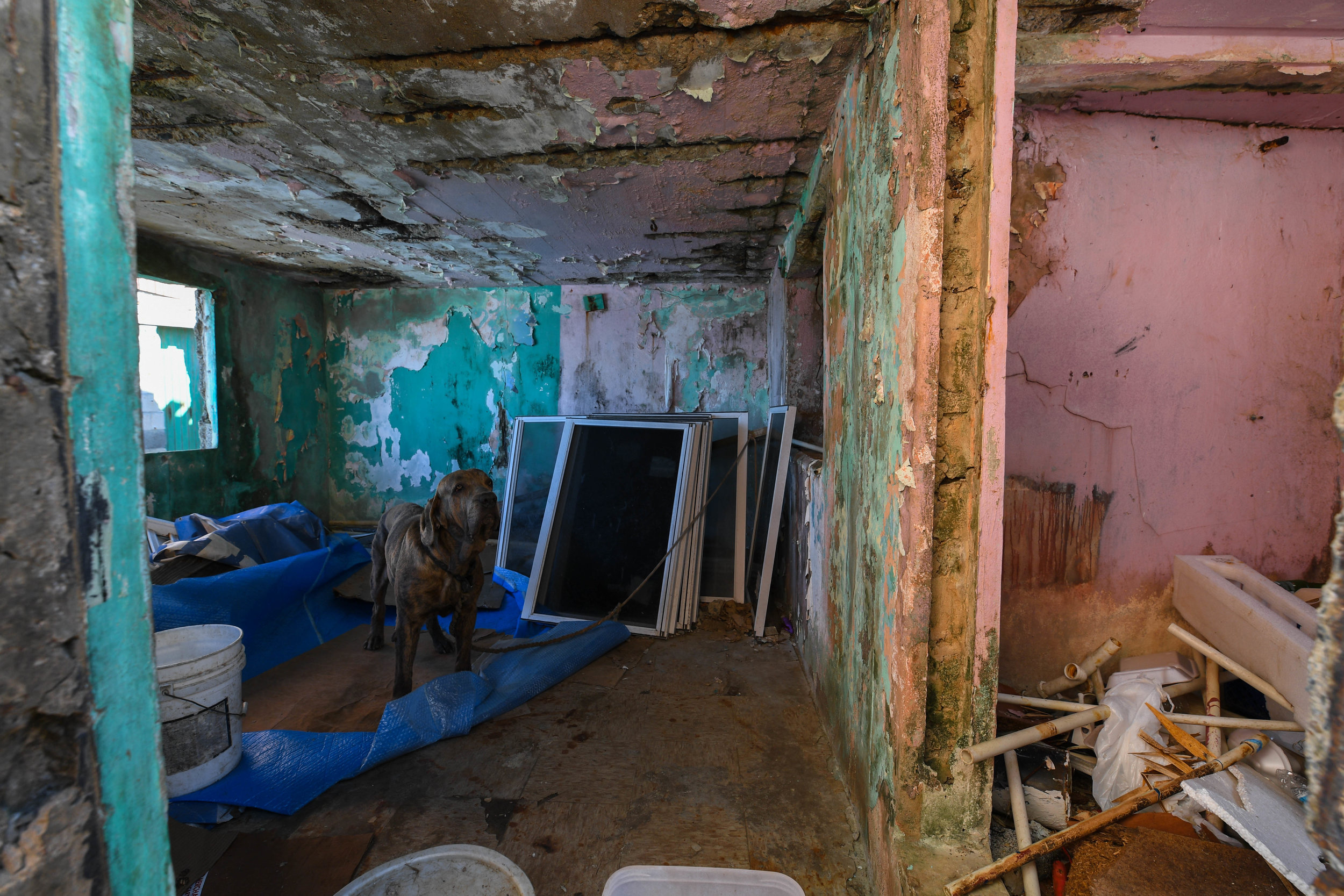  Roberto Caballero's dog waits for his return at a neighbor's house in La Perla. 