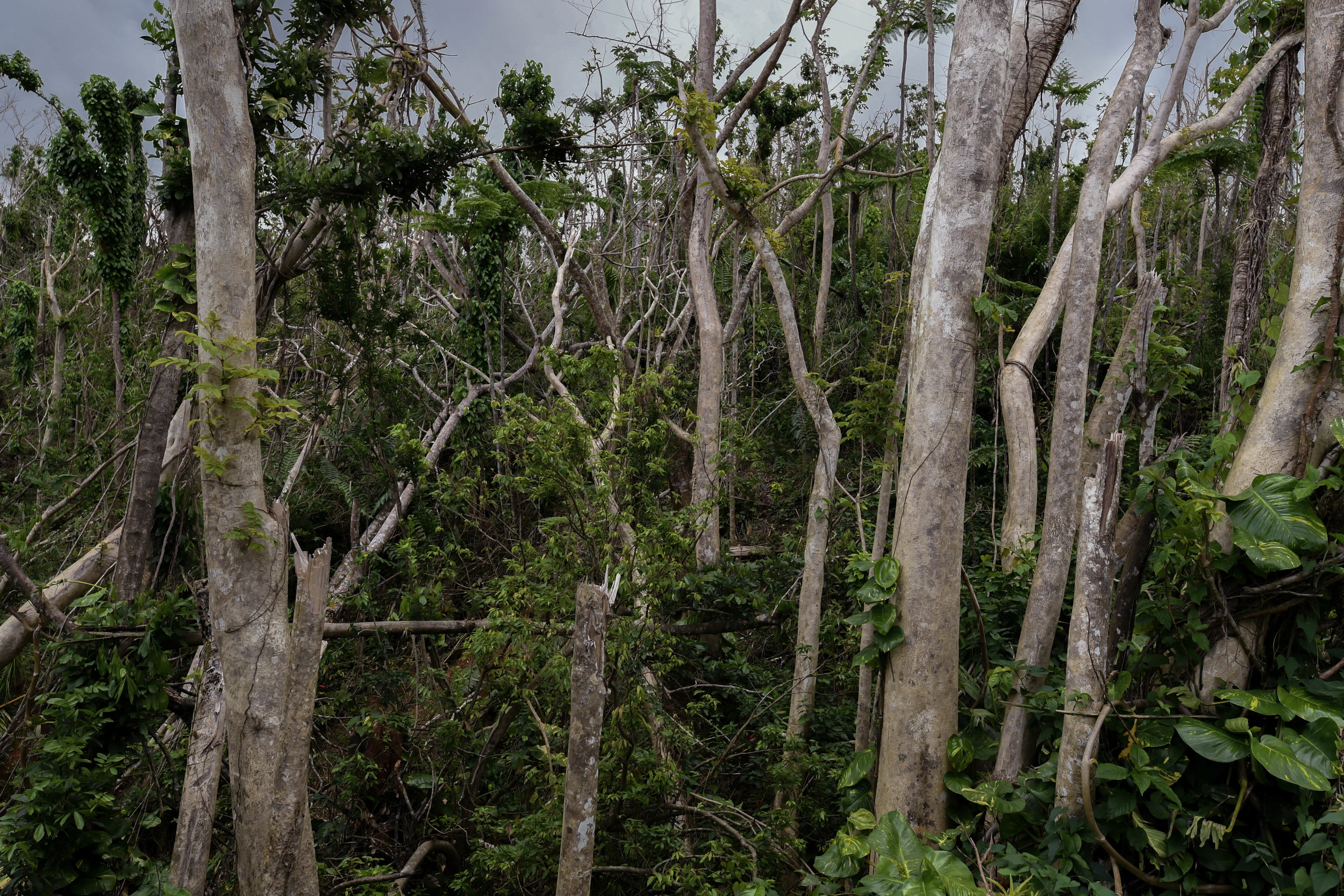  The vegetation is slowly starting to regrow after Hurricane Maria hit Puerto Rico in September. 