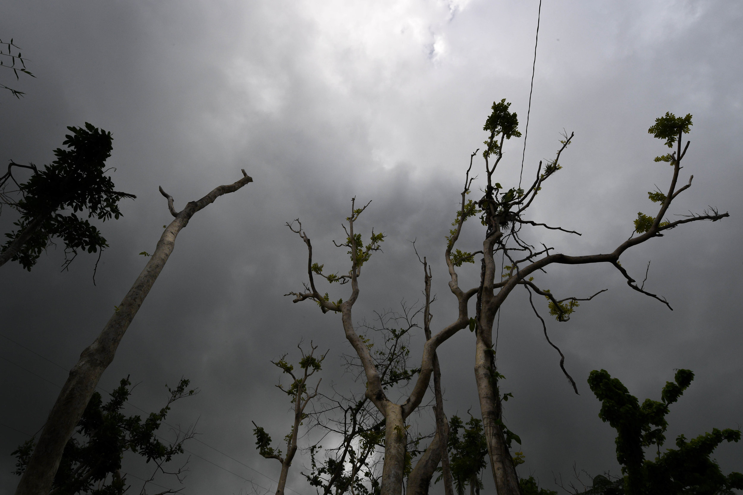  Trees in the mountains of Puerto Rico are left bent and stripped after winds of 185 mph from Hurricane Maria hit the island. 