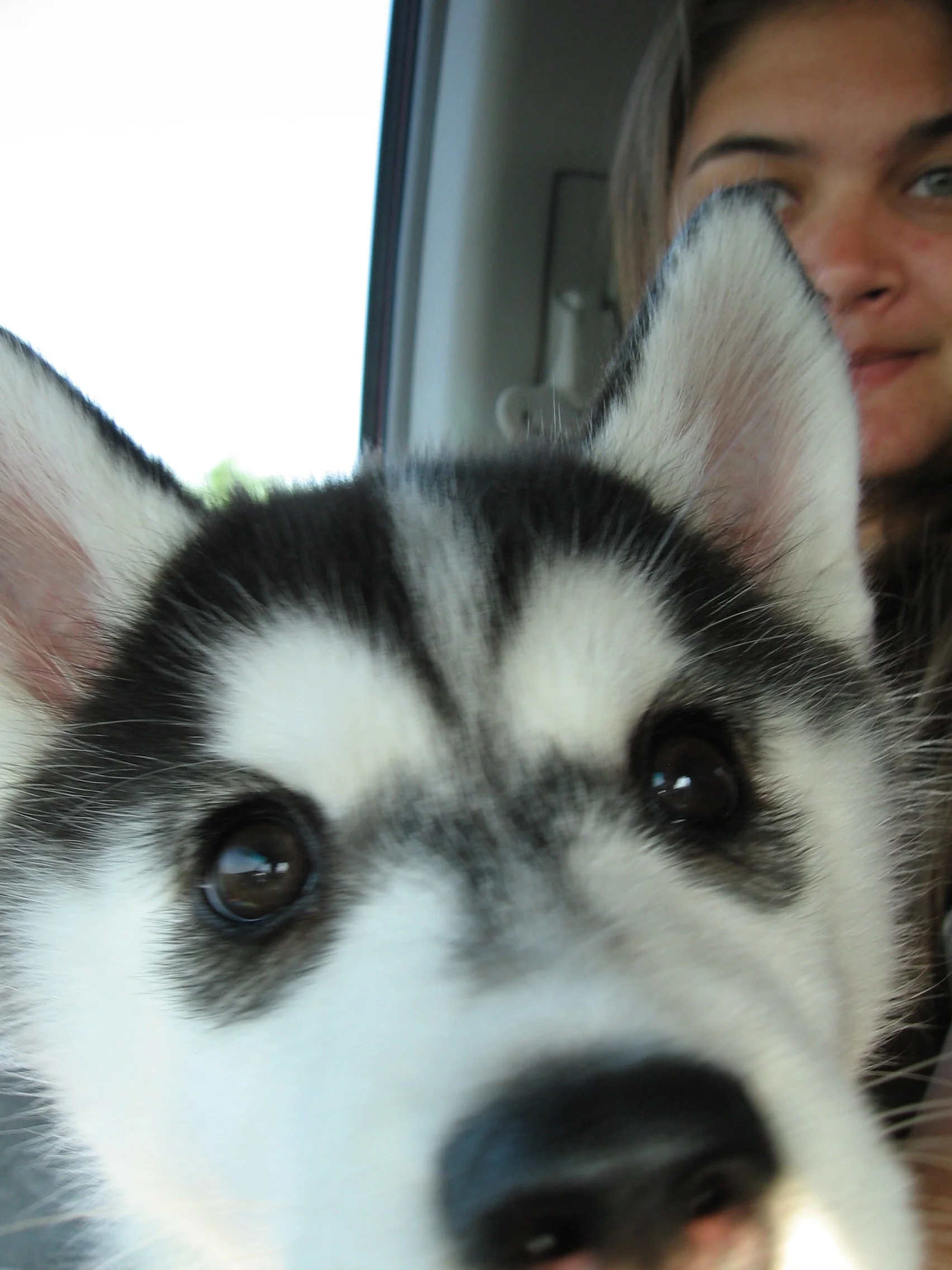  Cricket as a puppy on her ride home. 