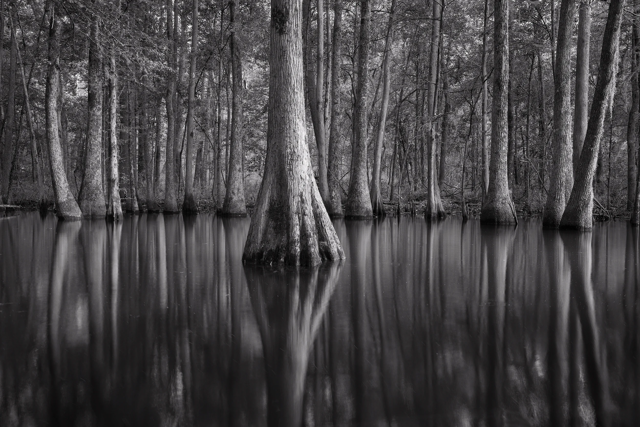 Swamp walk in S.C.