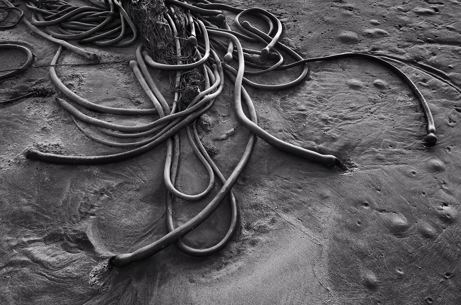 Kelp