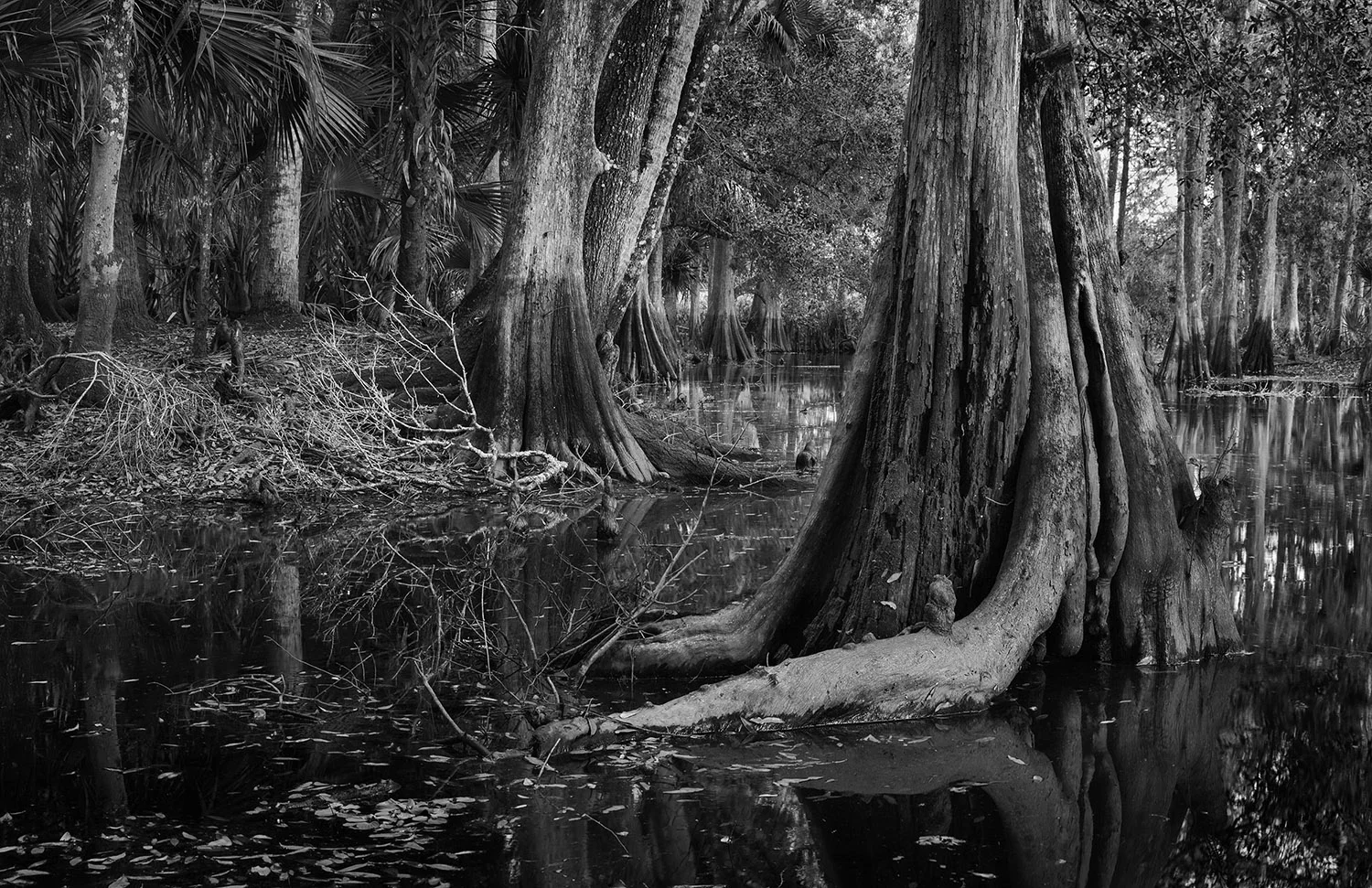 Cypress Swamp