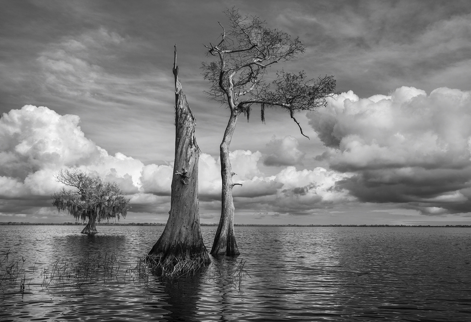  Cypress Trees 