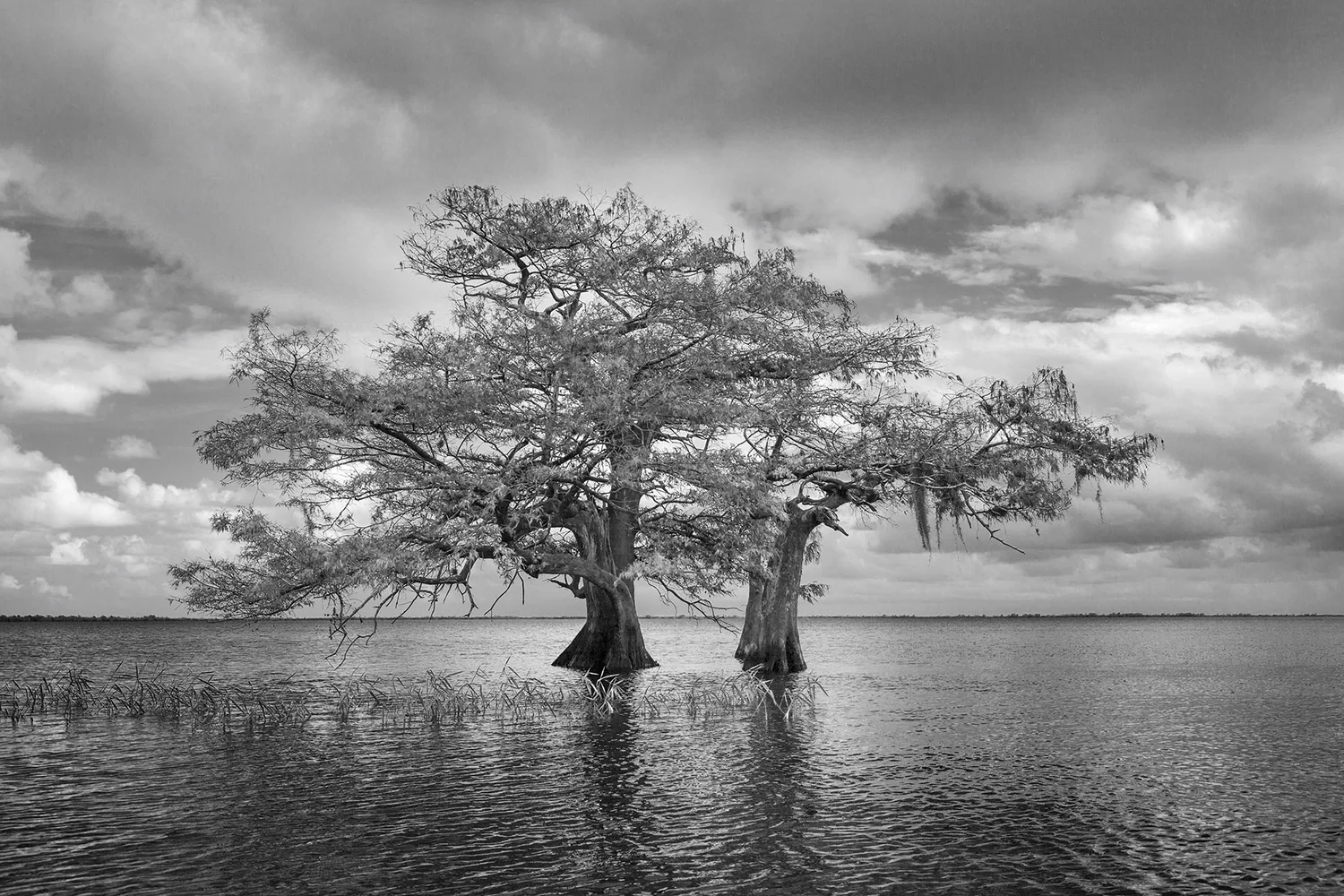 Twin Trees